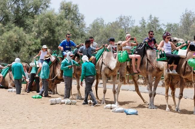 Reportaje excursiones con camellos en las Dunas ...