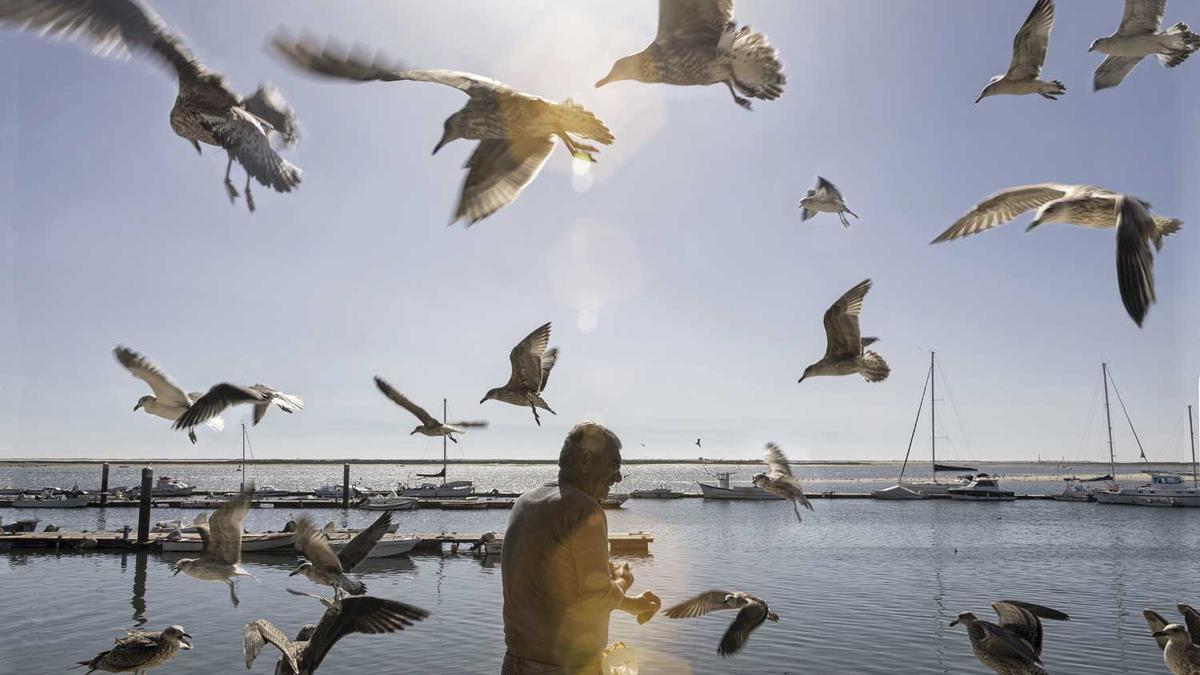 Gaviotas en el puerto de Olhão.