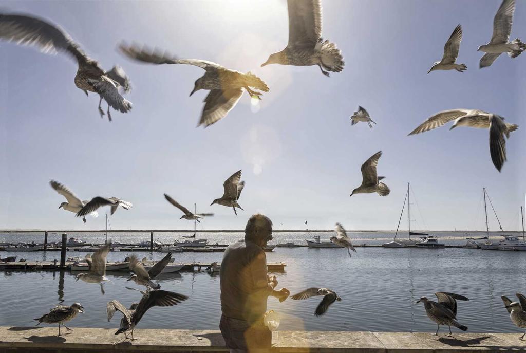 Gaviotas en el puerto de Olhão.