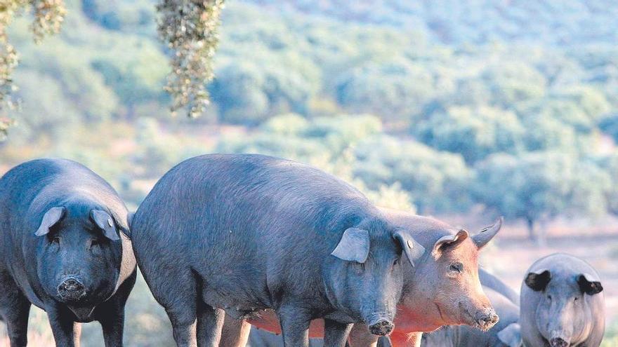 Las lluvias disparan la calidad de una montanera con menos cerdos