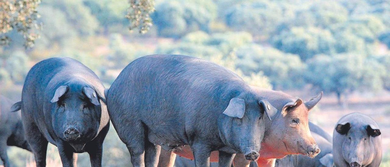 Cochinos ibéricos en una zona de dehesa durante el periodo de montanera, en una imagen de archivo.