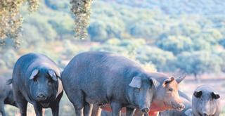 Las lluvias disparan la calidad de una montanera con menos cerdos