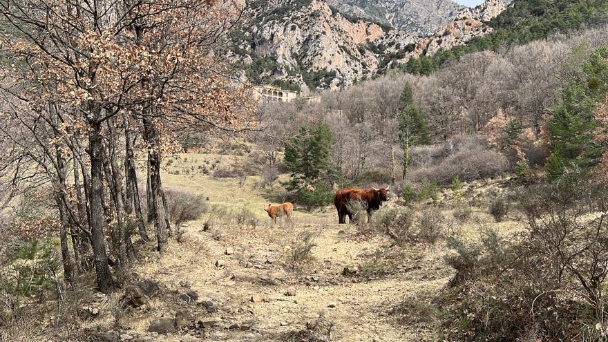 Una finca a la Vall de Lord on s'ofereix fer gestió a canvi de 'crèdits climàtics'