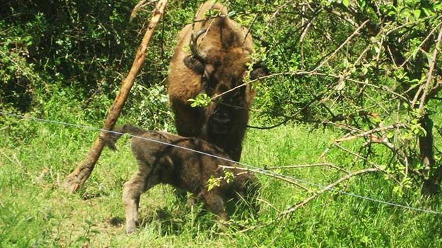 El bisonte cría en Asturias tras más de 10.000 años