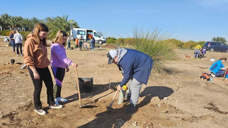 Sueca aprovecha el Día del Árbol para generar zonas de sombra en un enlace muy concurrido