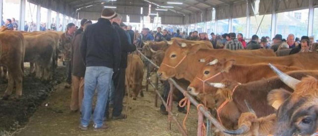 El ganado vacuno, en el espacio cubierto de la feria de Cabañaquinta.