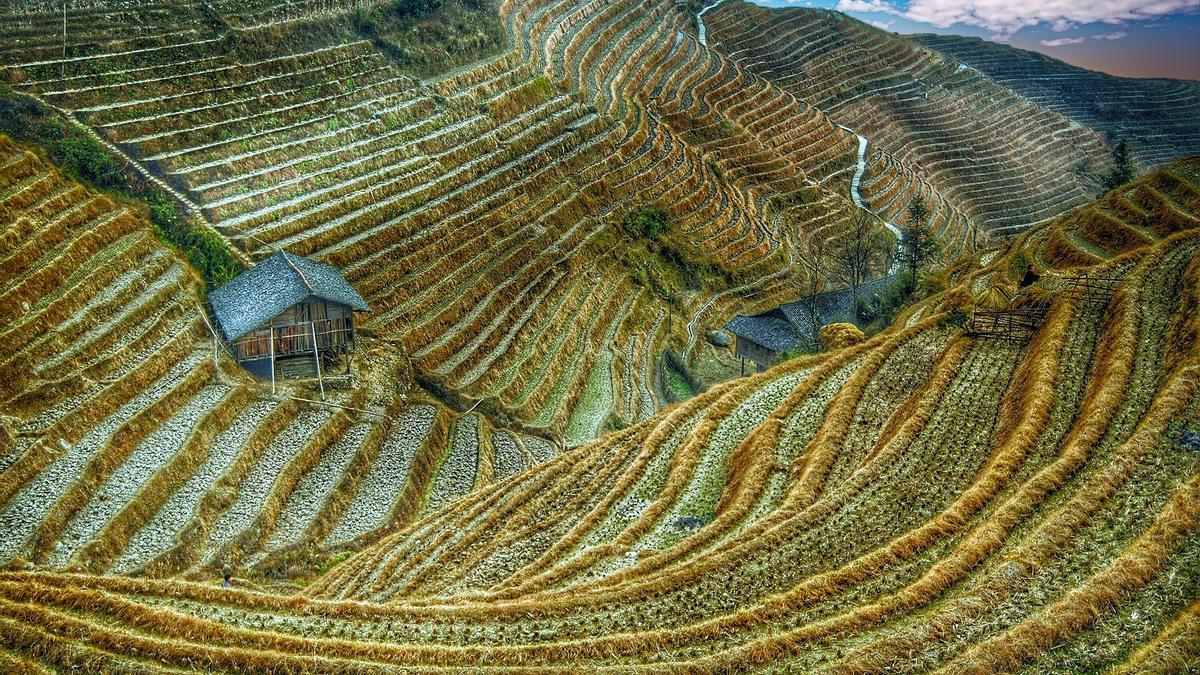 Campo de arroz en Asia