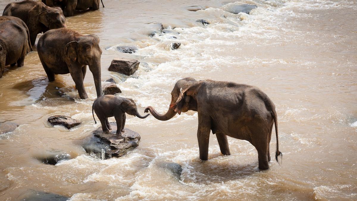 Un elefante adulto ayuda a una cría a cruzar un río.