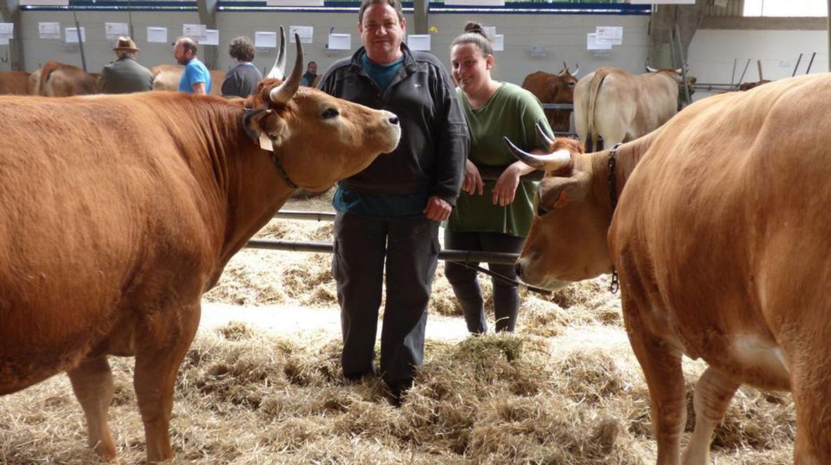Cangas del Narcea acoge el gran escaparate ganadero del año en el Principado