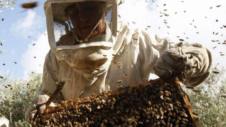 Un apicultor realiza su trabajo en el colmenar.