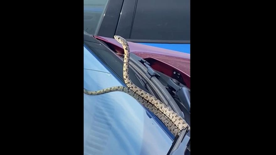 Un inesperado animal en el parabrisas de un coche en Gandia