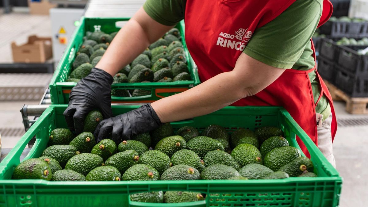 Archivo - Mercadona aumenta la compra de fruta y verdura a proveedores canarios hasta los 109,3 millones de euros