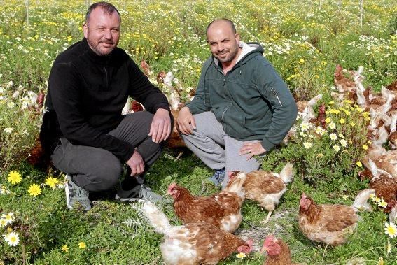 Sie sind für das Eierlegen gezüchtet, wissen, was sie zu tun haben, genießen den Auslauf - und schauen doch stets ängstlich gen Himmel. Zu Besuch bei 1.200 Hühnern in der Nähe von Marratxí.