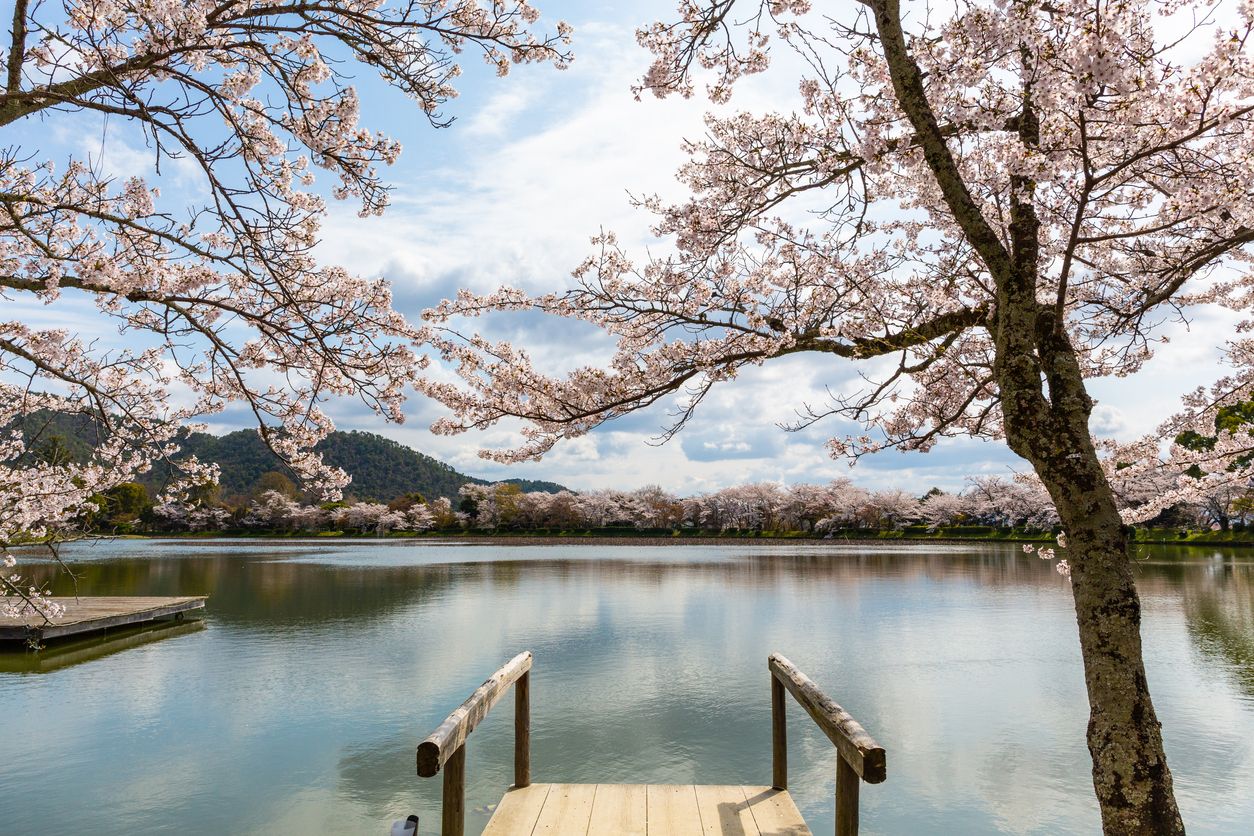 Cerezos en flor en un lago cercano a Kyoto