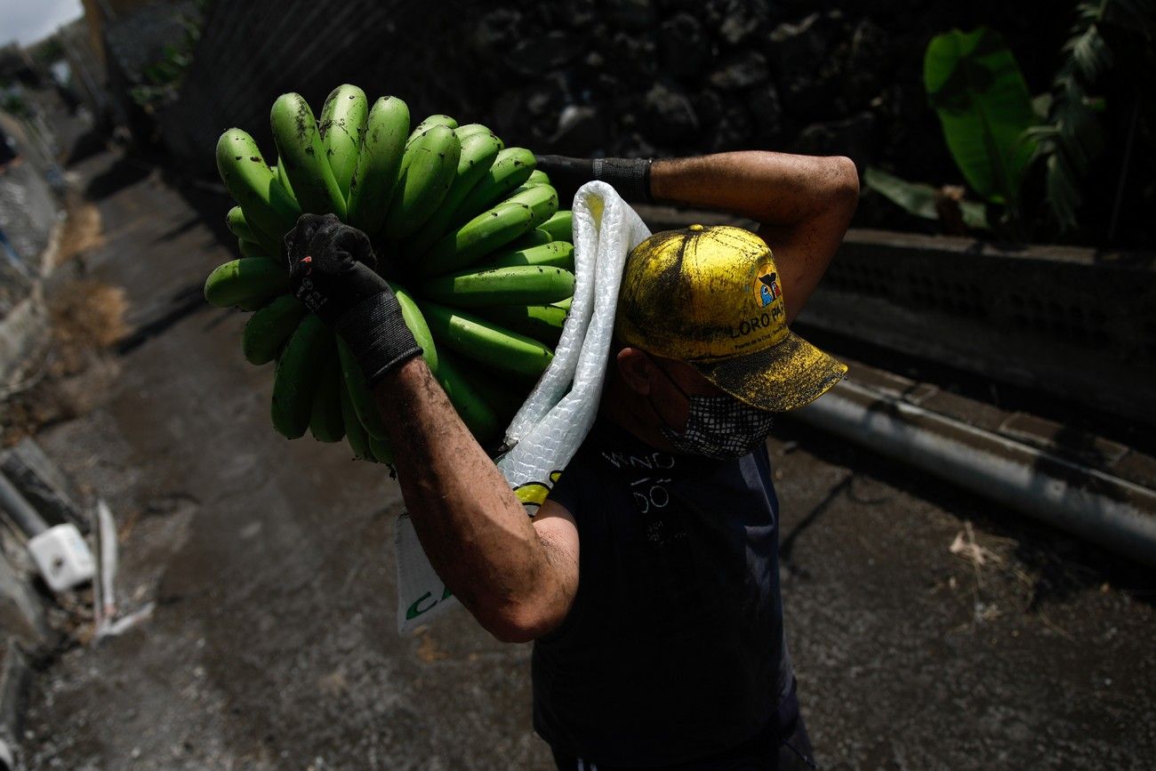 Agricultores recogen los plátanos de sus fincas llenas de ceniza del volcán en erupción en La Palma