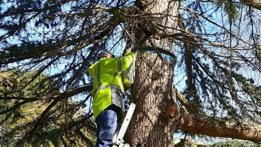 Colocan trampas contra la oruga procesionaria en los parques de Langreo