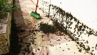 Cáceres coloca trampas contra las orugas ante la temida plaga de la procesionaria del pino
