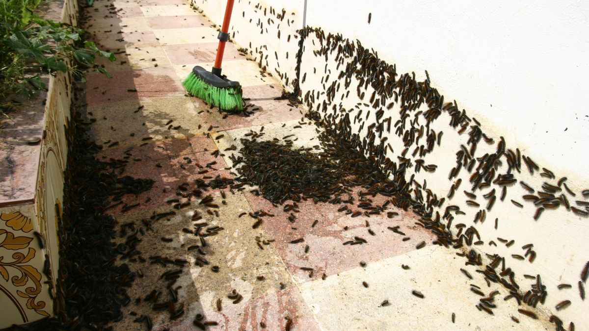 Vídeo | Cáceres coloca trampas contra las orugas ante la temida plaga de la procesionaria del pino