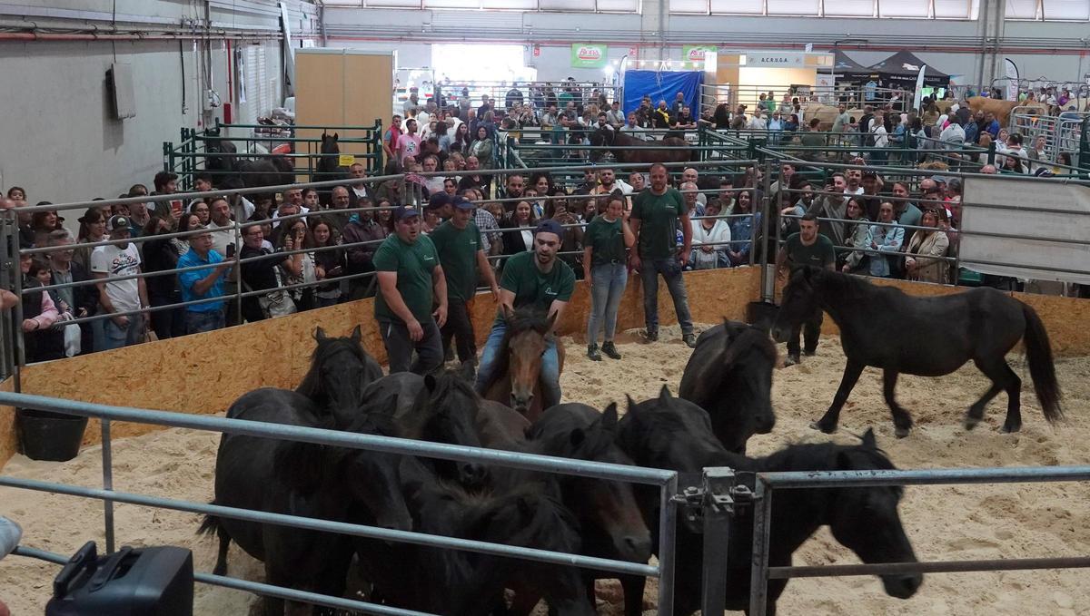 Rapa das Bestas en Abanca Semana Verde 2025.