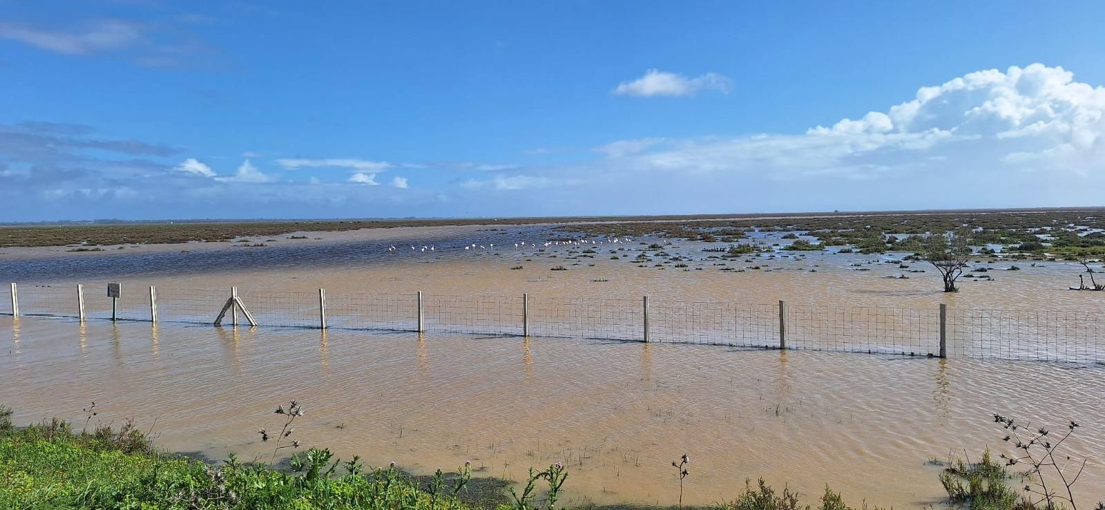 Marismas de Doñana tras las lluvias de los últimos días