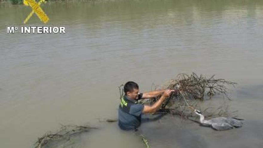 El Seprona rescata a una garza real en la desembocadura del río Segura