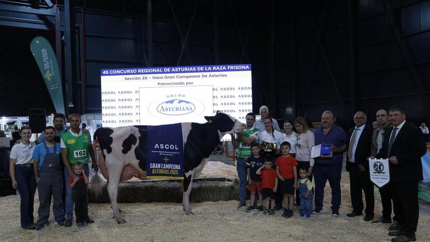 Se llama &quot;Romilita&quot; y se ha llevado por segunda vez consecutiva el título de mejor vaca de Asturias