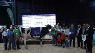 Se llama "Romilita" y se ha llevado por segunda vez consecutiva el título de mejor vaca de Asturias