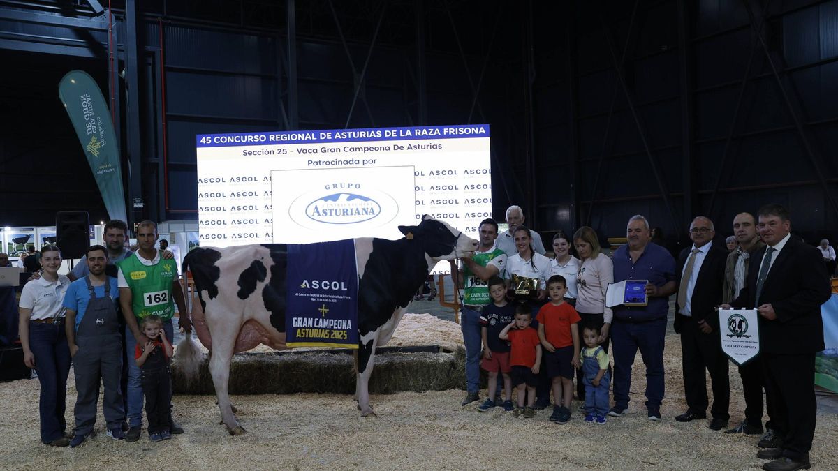 El concurso en Gijón de la mejor vaca de Asturias, en imágenes
