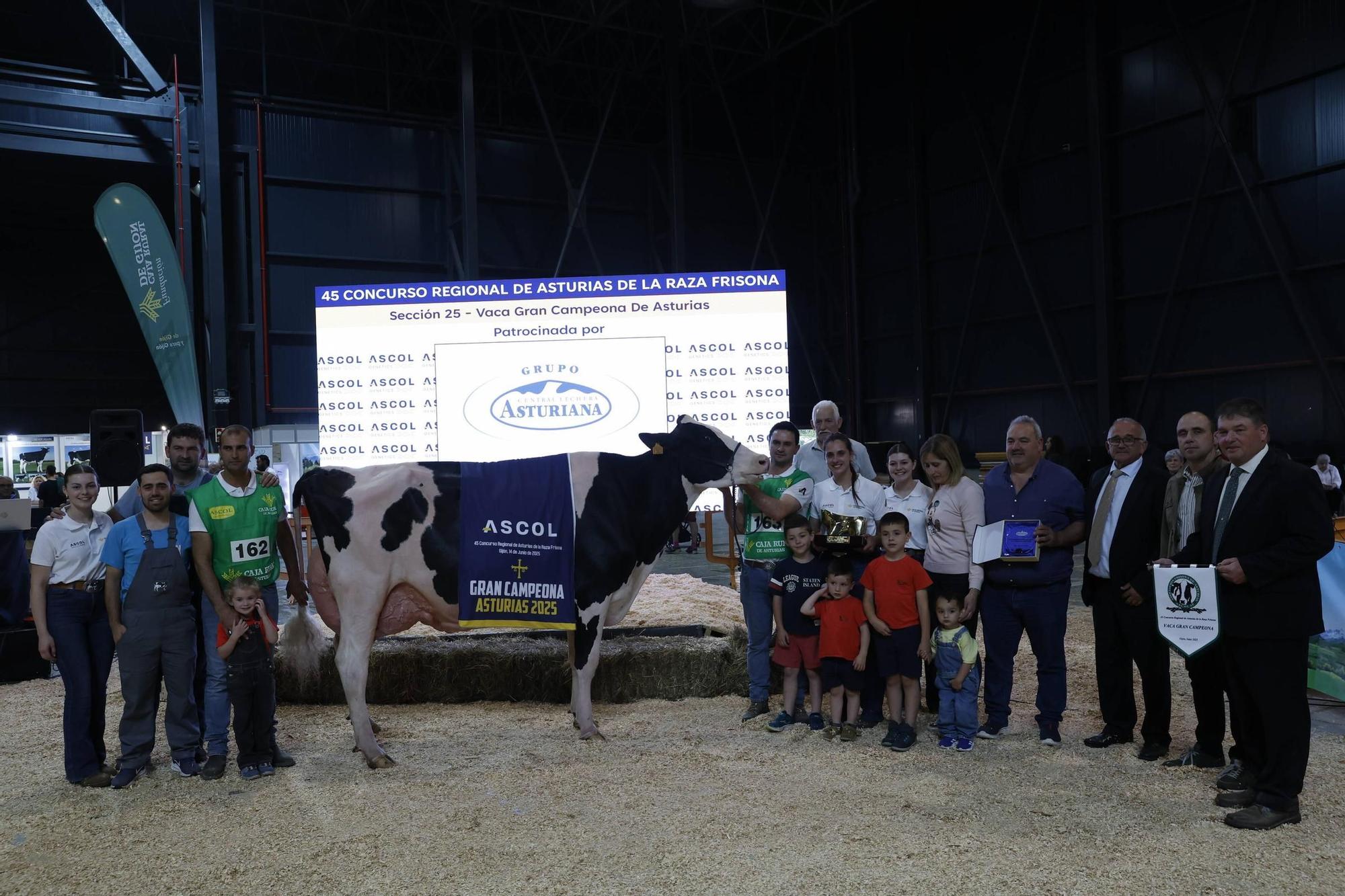 El concurso en Gijón de la mejor vaca de Asturias, en imágenes