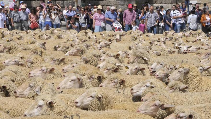 Ovejas en el Acueducto de Segovia