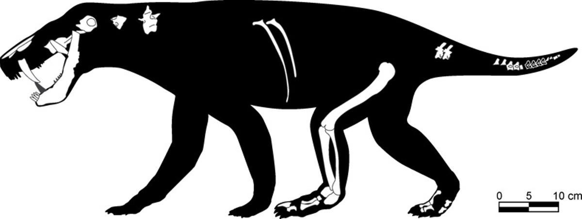 Reconstrucción del 'dientes de sable' de Banyalbufar a partir de las piezas del esqueleto que se han encontrado: algunas partes del cráneo, de la columna vertebral y una pierna trasera casi completa.