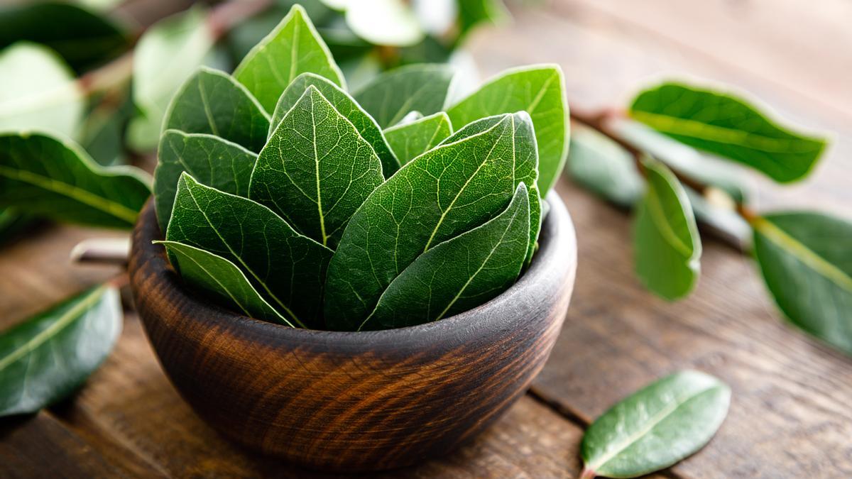 Poner una hoja de laurel debajo de la almohada y sus beneficios