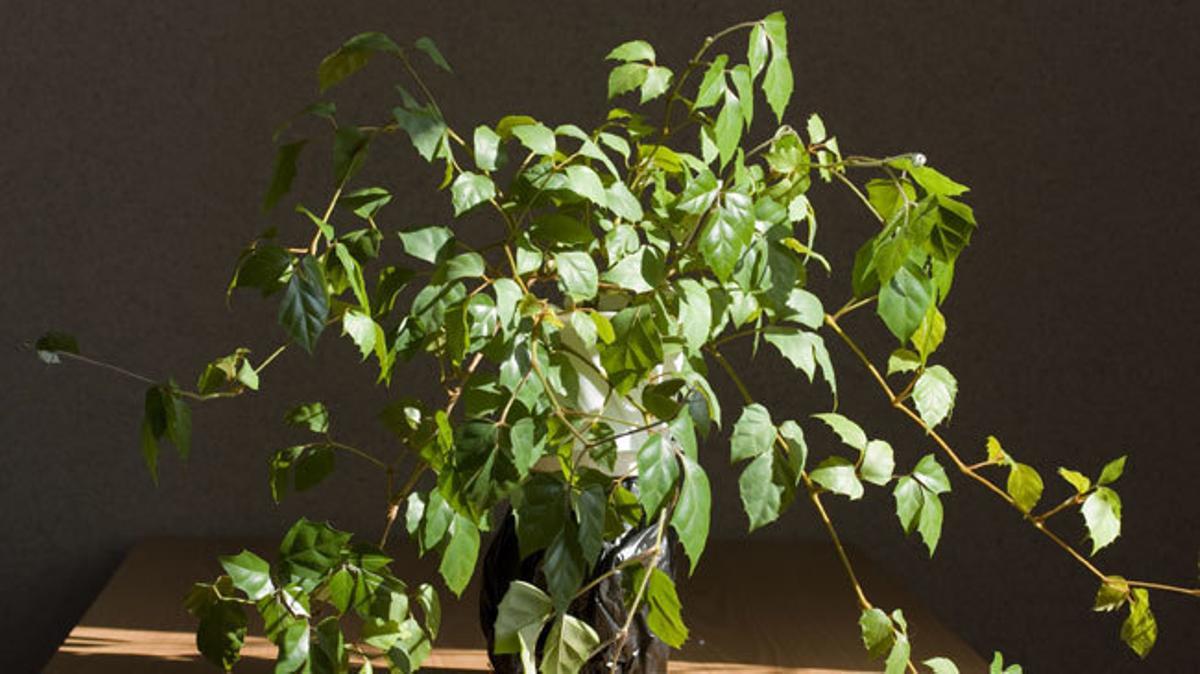 Diez plantas que mejorarán el ambiente del hogar