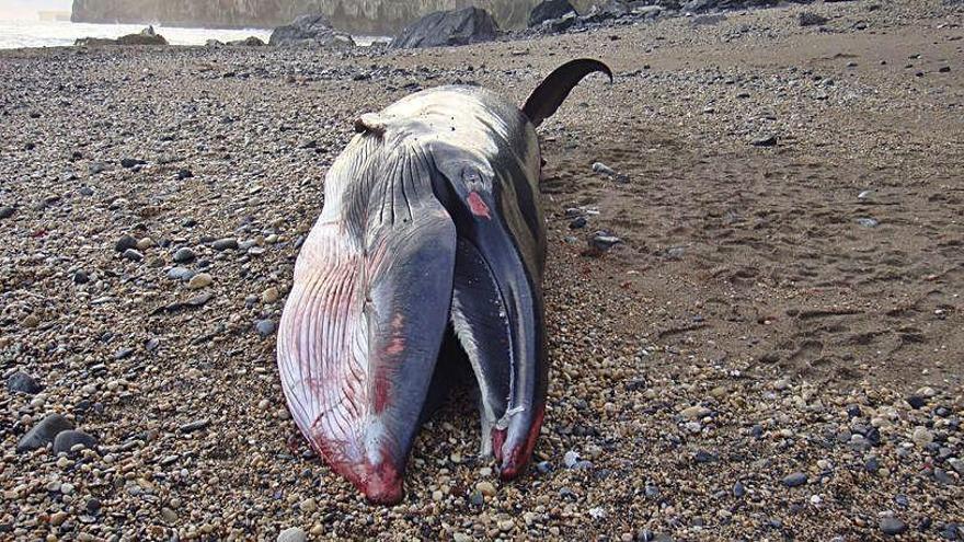 El rorcual, varado en la playa.