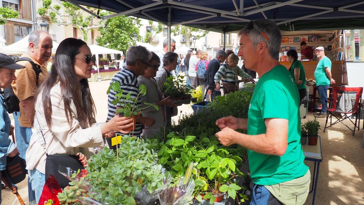 Visitants compren plantes en una parada del Mercat de les Herbes de la Ratafia de Santa Coloma de Farners