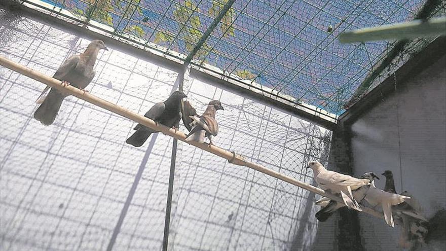 Burriana activa más medidas por el repunte de la población de palomos
