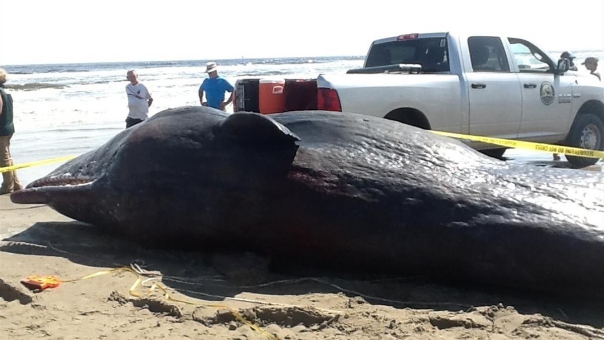 Un cachalote muerto apareció el 26 de agosto en el estado de Luisiana, Estados Unidos.