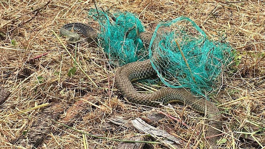 Alliberen una serp verda que havia quedat atrapada en una xarxa a Girona
