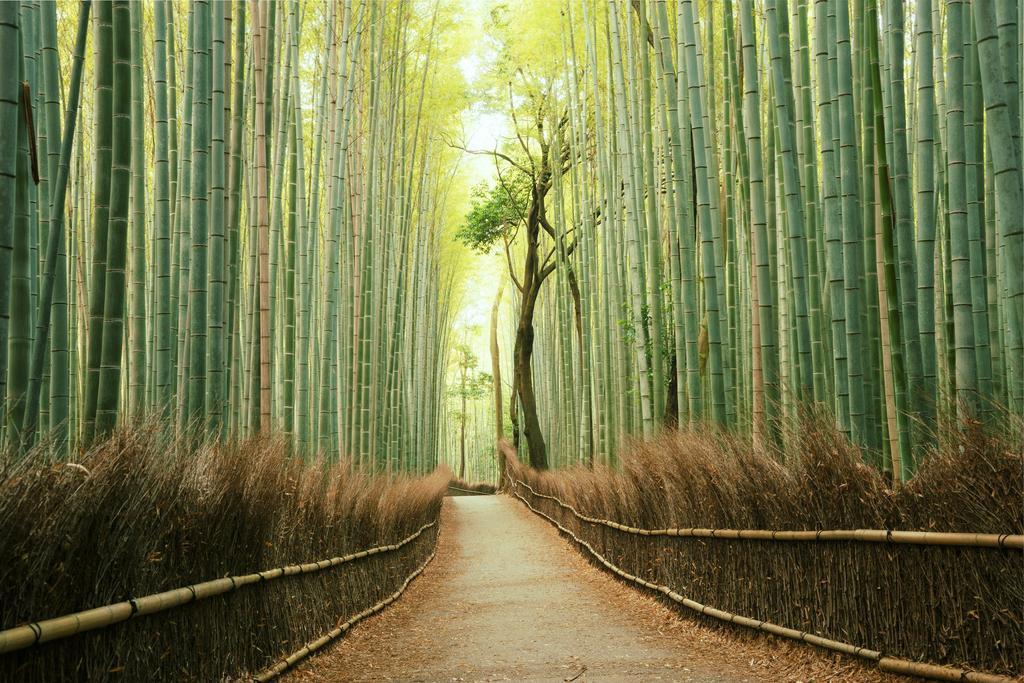 Recorrer sus caminos circundados por altísimos troncos de bambú supone una experiencia sensorial perfecta para entrar en contacto con la naturaleza. Y es que perderse por el bosque de bambú de Arashiyama, en Kioto, es prácticamente obligatorio.  Pero aquí no solo encontramos belleza, también es paz que se disfruta con la suave brisa que mece los troncos de bambú. ¿Sabías que el gobierno japonés ha declarado a éste como uno de los 100 sonidos a preservar en Japón?