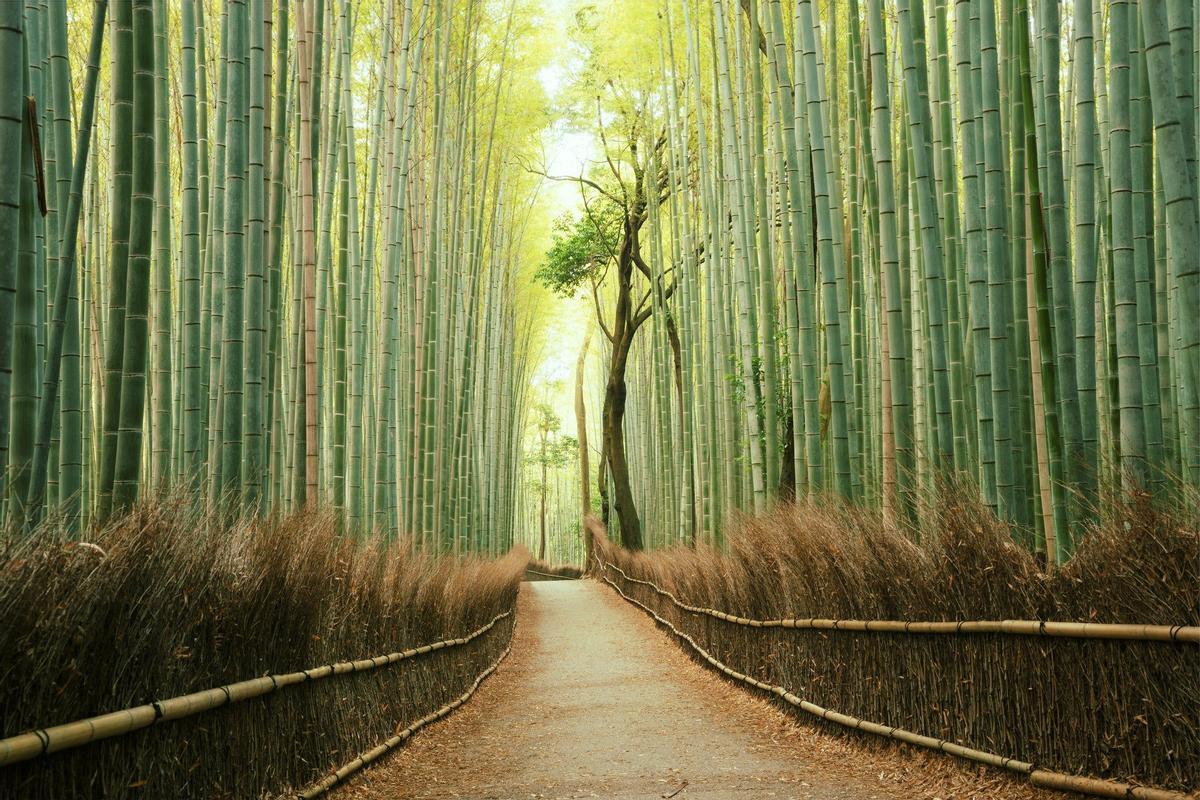Bosque de bambú de Arashiyama, Kioto
