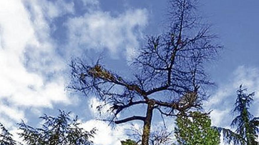 Muere el cedro que trasladaron desde Primo de Rivera al parque del Príncipe