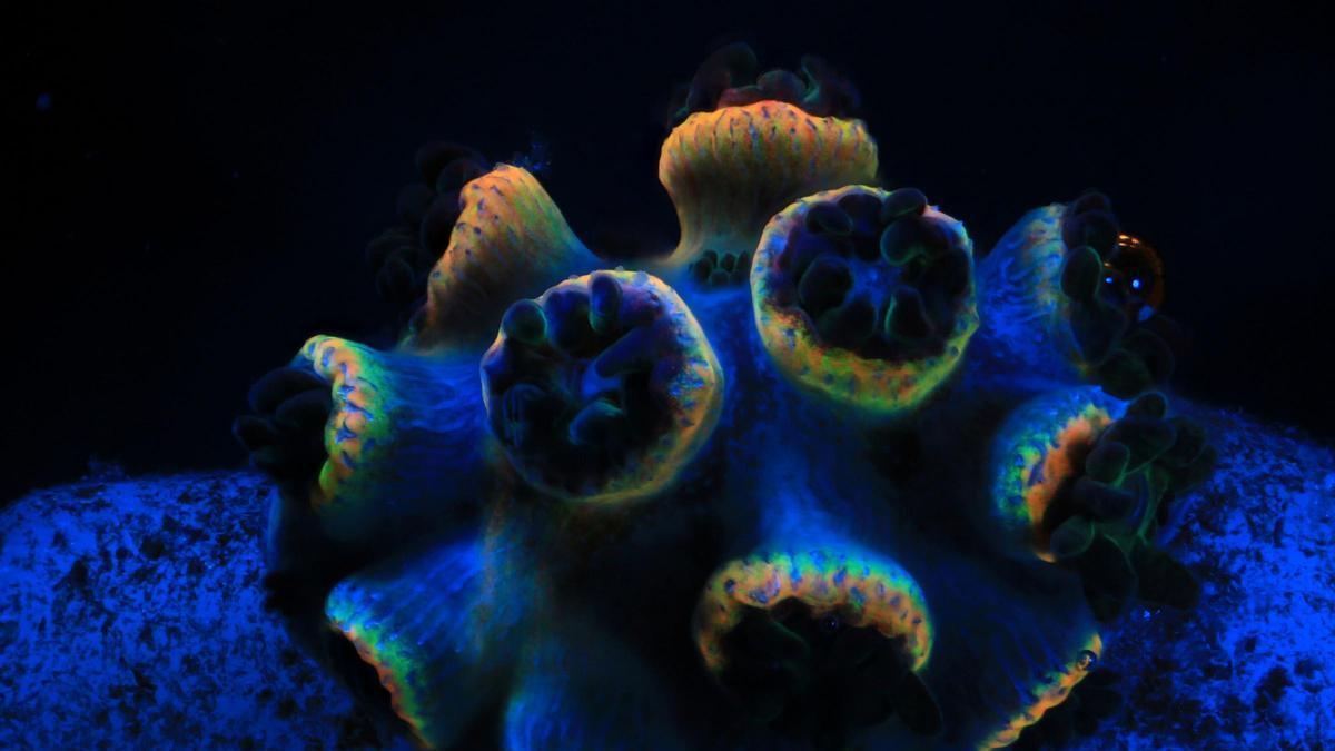 Coral Acropora tenuis de 7 meses de edad cultivado ex situ