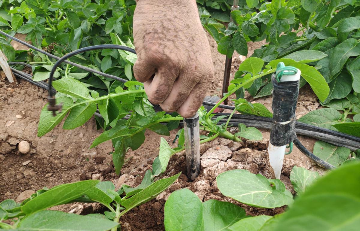 Otro de los objetivos es obtener bioestimulantes que reduzcan el uso de fertilizantes convencionales y mejoren la calidad de las producciones.