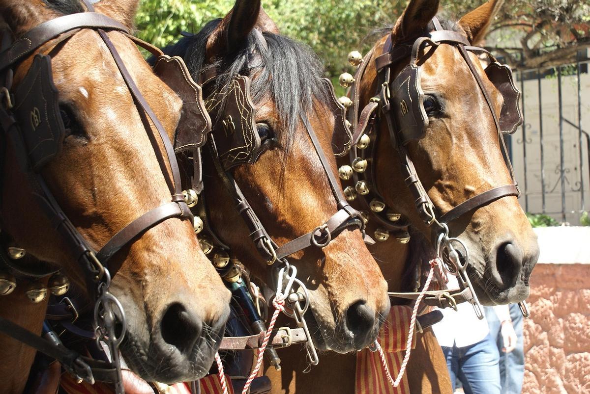 Los caballos se asustan también por los ruidos intensos
