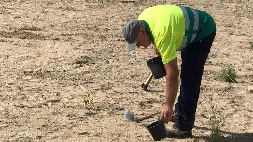 Plantas para evitar inundaciones en el paseo de Peñíscola