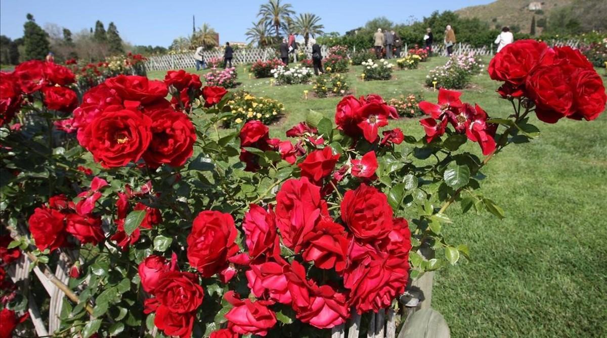 Rosaleda del Parc de Cervantes