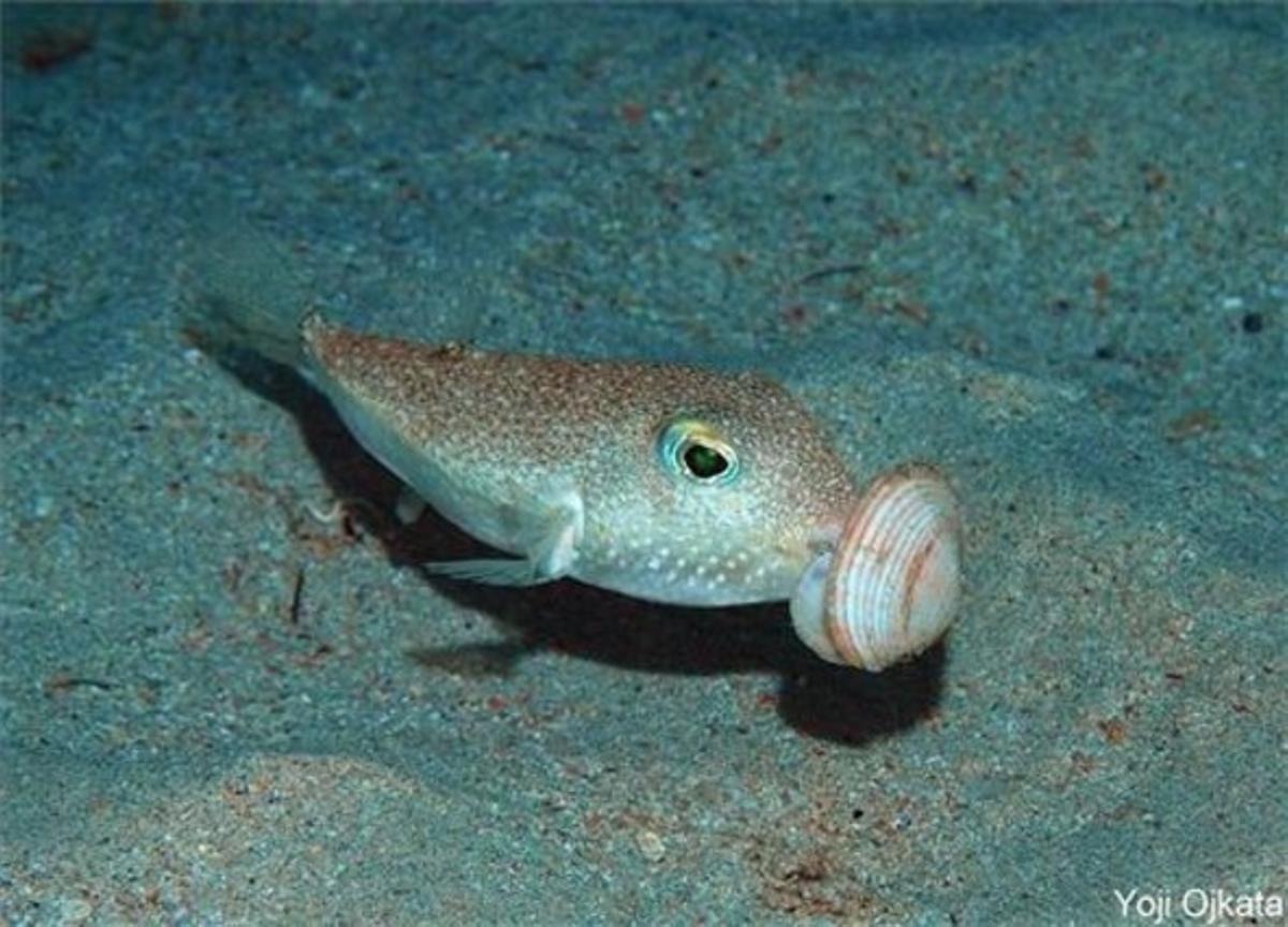 El mascle de l’espècie ’Torquigener albomaculosus’, en plena feina per construir un niu circular i geomètric amb què atraure les femelles. Els nius, que només s’utilitzen una vegada, protegeixen els ous dels corrents marins i dels depredadors.