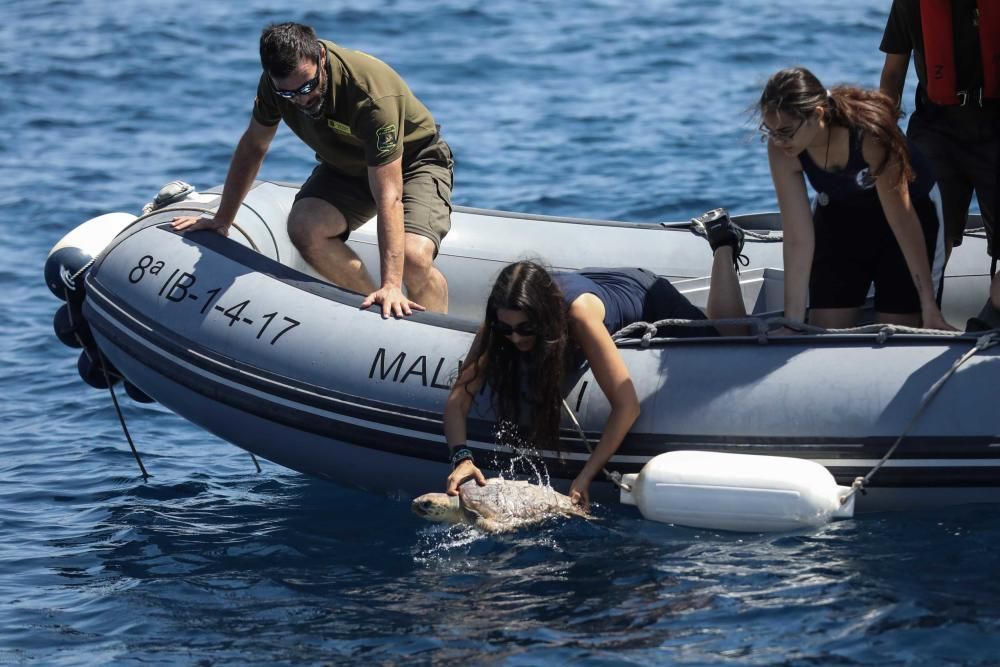 Liberadas tres tortugas en Ibiza