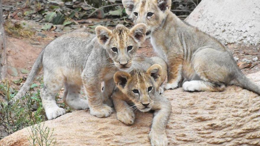 Terra Natura Murcia celebra el nacimiento de tres leones africanos