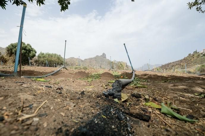 Restos del incendio en la cumbre  | 25/08/2019 | Fotógrafo: Tony Hernández